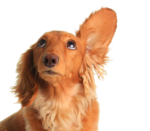 comentarios entrepatitas tienda de mascotas