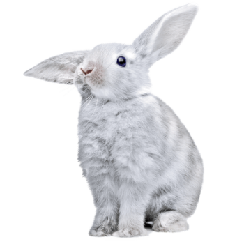 Alimentación y productos para pequeños animales