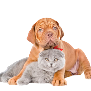 entrepatitas tienda de mascotas